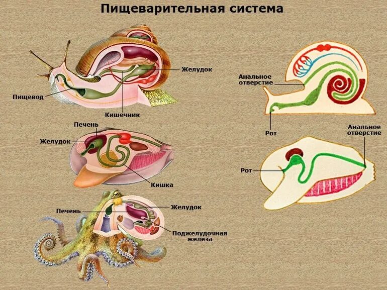 Картинки ПЕРВИЧНАЯ ПОЛОСТЬ ТЕЛА МОЛЛЮСКА
