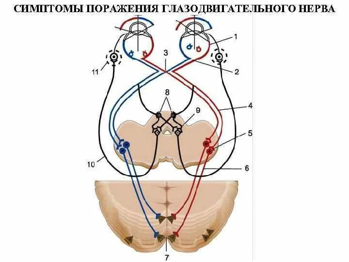Нарушения глазодвигательного нерва. Симптомы поражения глазодвигательного нерва неврология. глазодвигательный нерв неврология схема. зрительный нерв и глазодвигательного нерв. путь глазодвигательного нерва схема.
