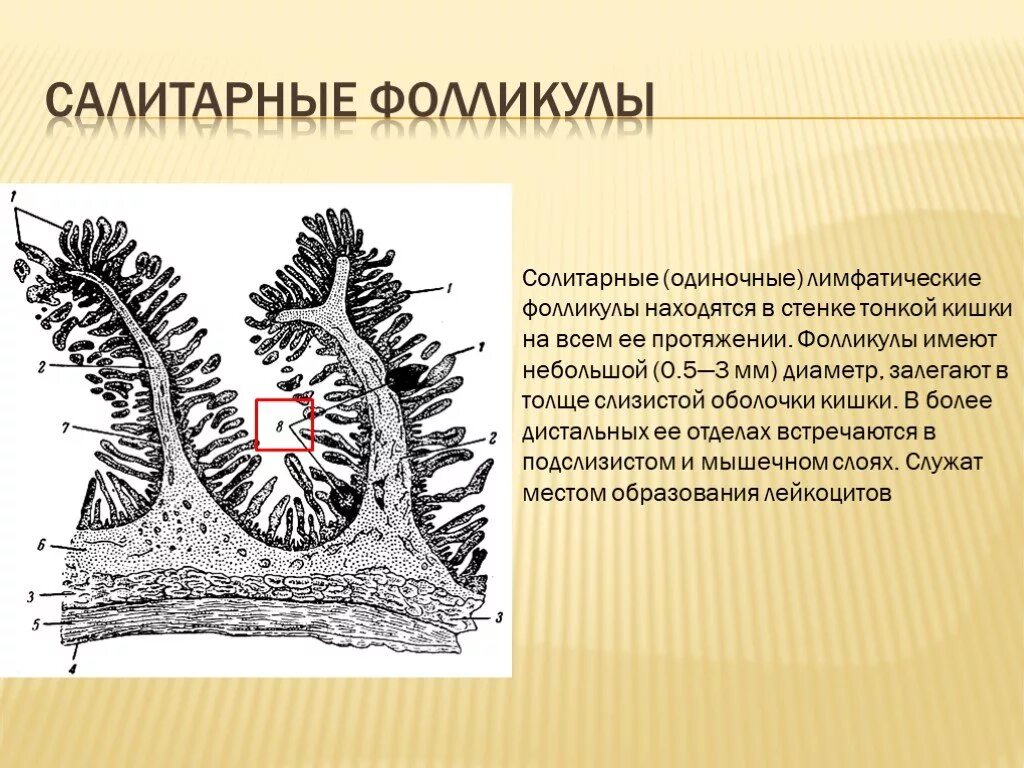 Соллитарные фоликулытонкой кишки. Солитарные лимфатические фолликулы тонкой кишки. Одиночные лимфатические фолликулы. Находится в фолликуле