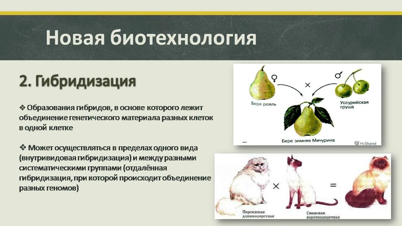 Суть метода гибридизации. Гибридизация в биотехнологии. Методы гибридизации в селекции. Соматическая гибридизация клеточная инженерия. Гибридизация соматических клеток.