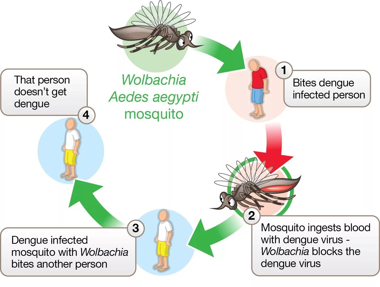 Get a virus. Лихорадка Денге эпидемиология. Лихорадка Денге комар. Геморрагическая лихорадка Денге эпидемиология.