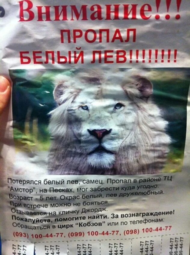 Персидский лев. Барбарийский лев. Куда пропал лев сказка читать. Куда пропал лев?. Берберийский лев.