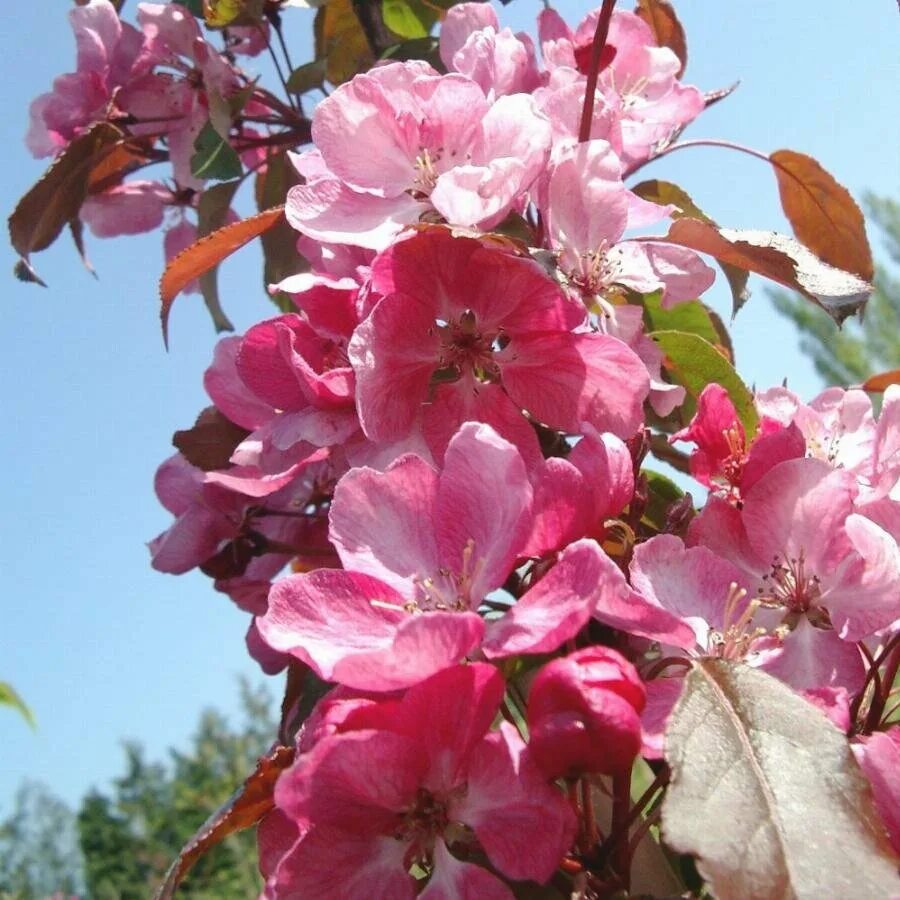 Фото декоративной яблони. Яблоня Malus Rudolph. Яблоня `лизет`, Malus `Liset`.