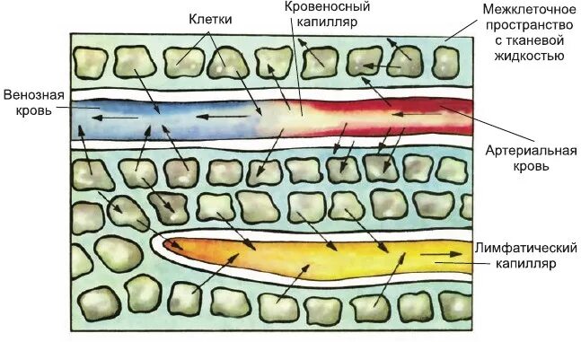 Межклеточное пространство человека. Межклеточное пространство строение. Межклеточное пространство структура и функции. Кровь в межклеточном пространстве.