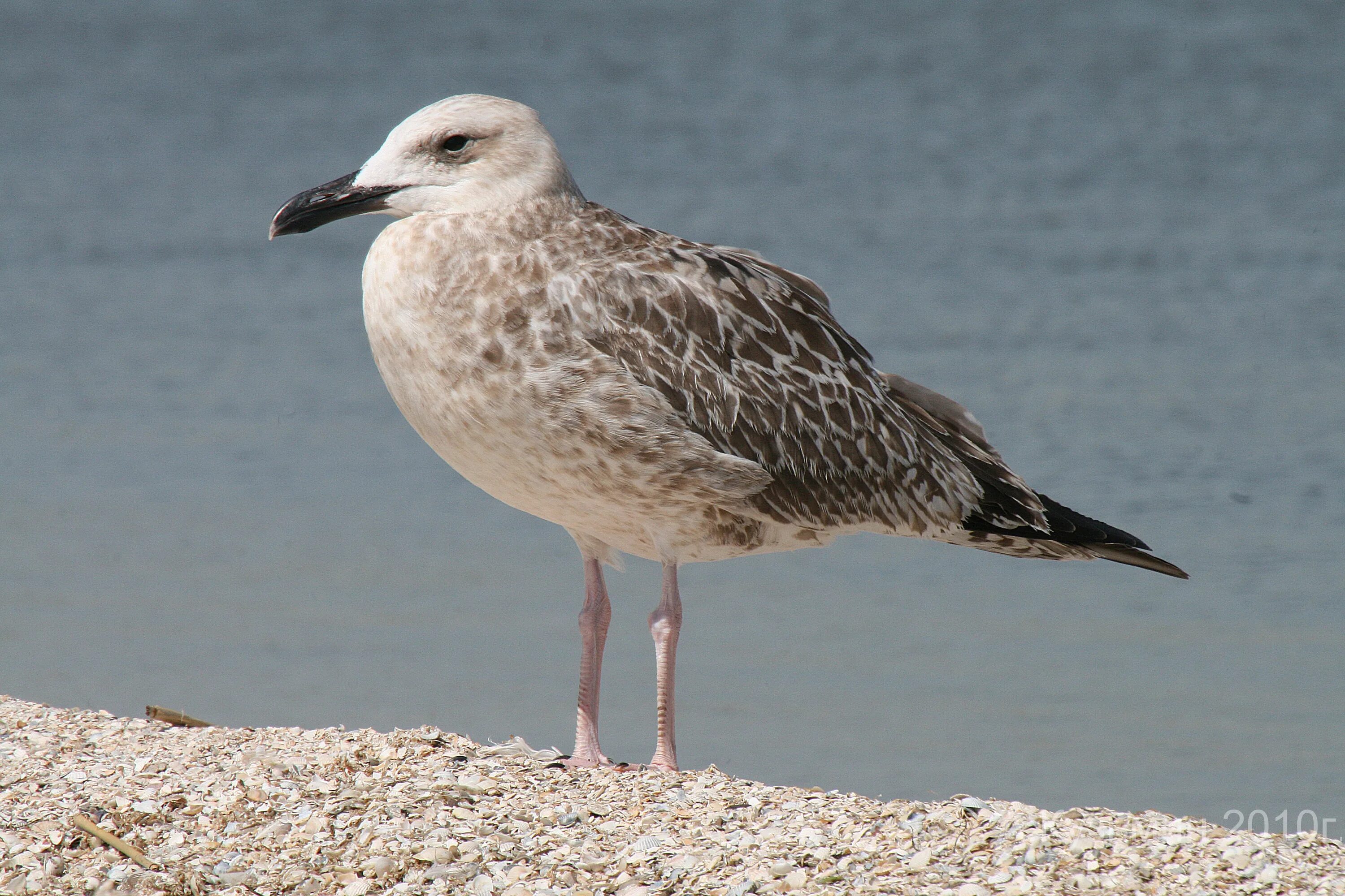 Free Images : coast, seabird, seagull, wildlife, beak, fauna, animals, vertebrat
