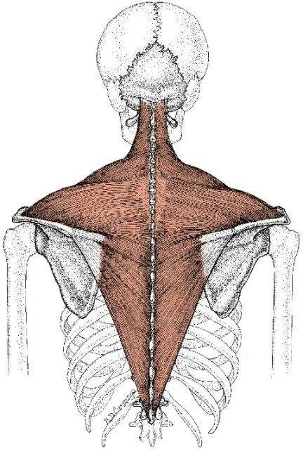 Верхняя трапециевидная. Трапециевидная мышца спины анатомия. Трапециевидная мышца шеи анатомия. Трапециевидная мышца (m. Trapezius). Крепление трапециевидной мышцы спины.