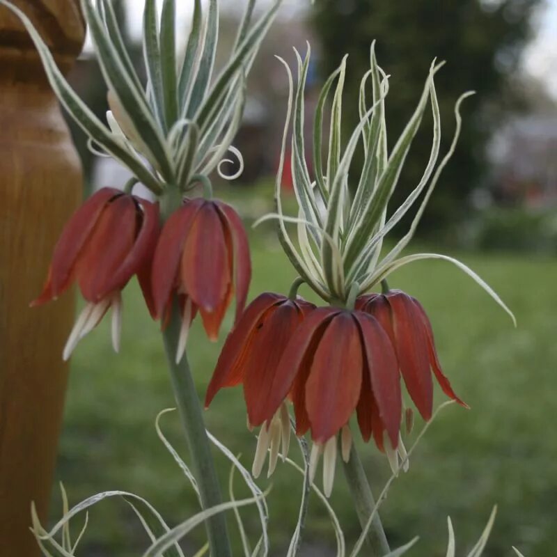 Рябчик Императорский - Fritillaria Imperialis. Рябчик Императорский (фритиллярия). Рябчик Императорский Ауреомаргината. Рябчик Императорский Argenteovariegata.