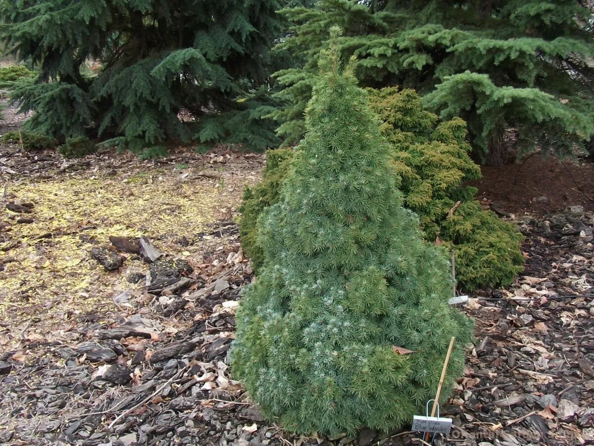 Хвойная 39. Ель канадская Блю Вандер. Picea glauca Alberta Blue. Ель оссориос Дварф. Picea glauca Alberta Globe.