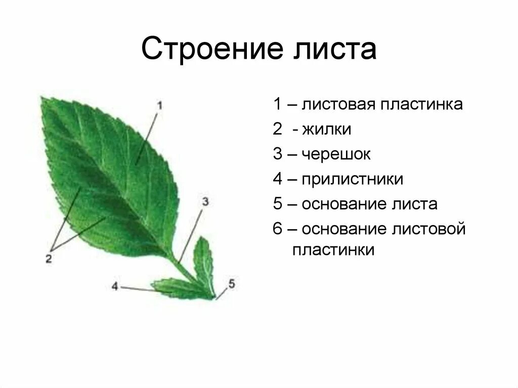 Листья расположены вертикально. Внешнее строение листовой пластинки. Внешнее строение черешкового листа. Строение листа черешок прилистники листовая пластинка. Схема строения листа.