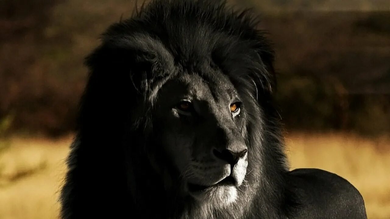 Что означает черный лев. Капский Лев. Черный Лев. Лев с черной гривой. Бывают черные львы.