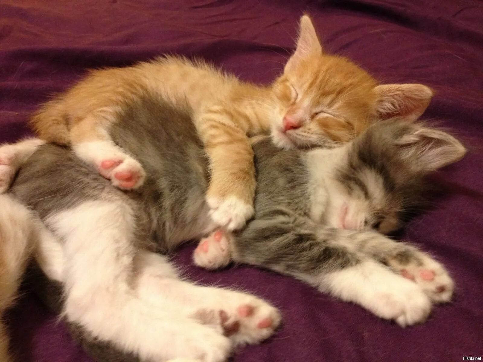 Спящие котята вместе. Два спящих котенка. котята прижимаются друг к другу. котята спят вместе. спящие котята.