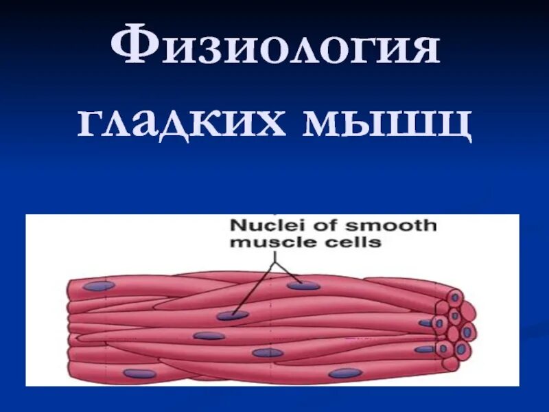 Какая особенность гладкой мышечной ткани. Строение гладких мышц физиология. Гладкая мускулатура. Гладкая мускулатура физиология. Гладкая мускулатура сокращение мышц.