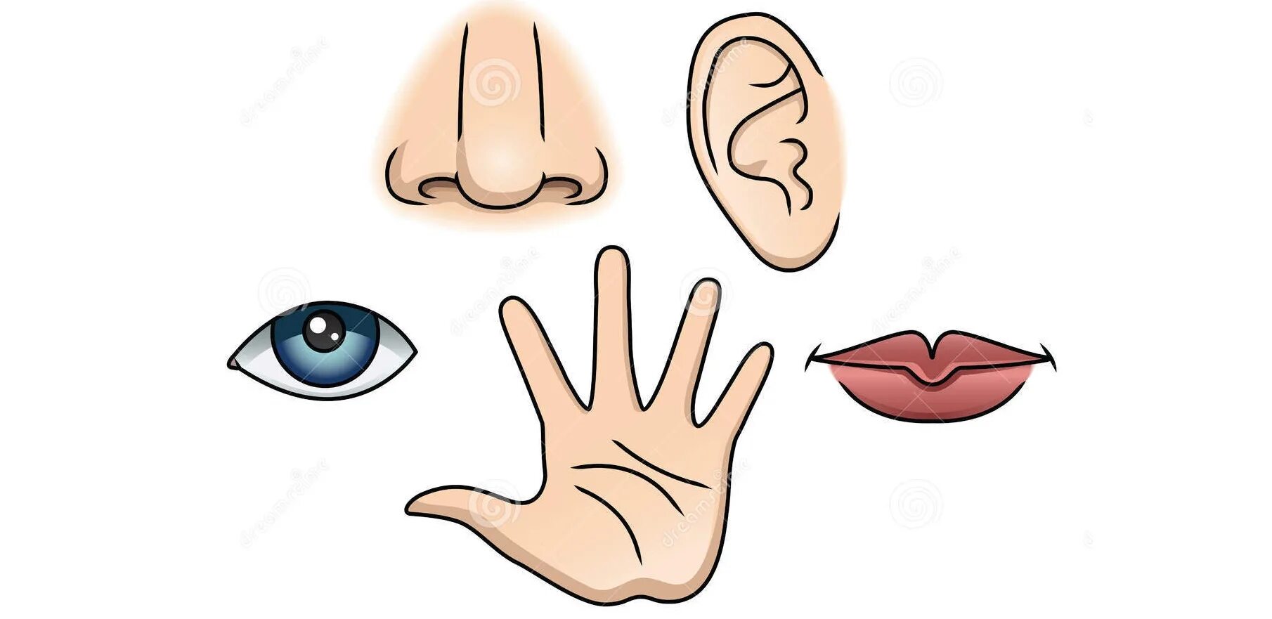 Части лица карточки для детей. Изучаем лицо. Карточки с изображением частей лица. Лицо для дошкольников. Заготовки для аппликаций.