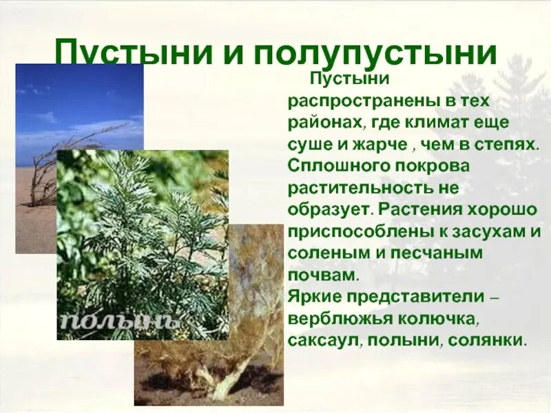 Какие растения обитают в пустынях и полупустынях. Какие растения обитают в пустынях и полупустынях