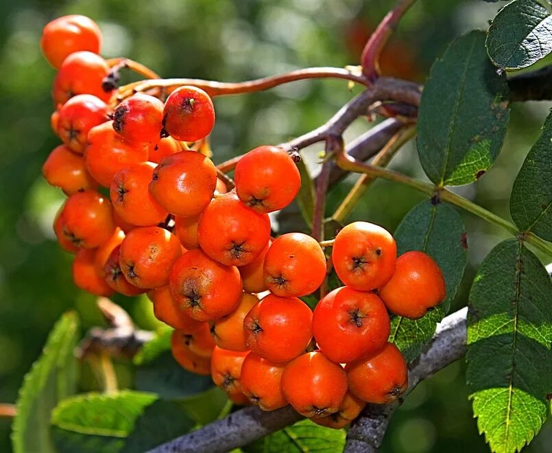 Рябина обыкновенная сорбинка. Рябина обыкновенная дерево. Рябина обыкновенная фастигиата. Рябина обыкновенная гф. Рябина обыкновенная дерево.