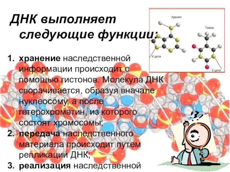 Функцию хранения наследственной информации клетки выполняет. Хранение наследственной информации выполняют. какие функции выполняет днк. выполняет функцию хранения и передачи наследственной информации. хранение генетической информации осуществляется.