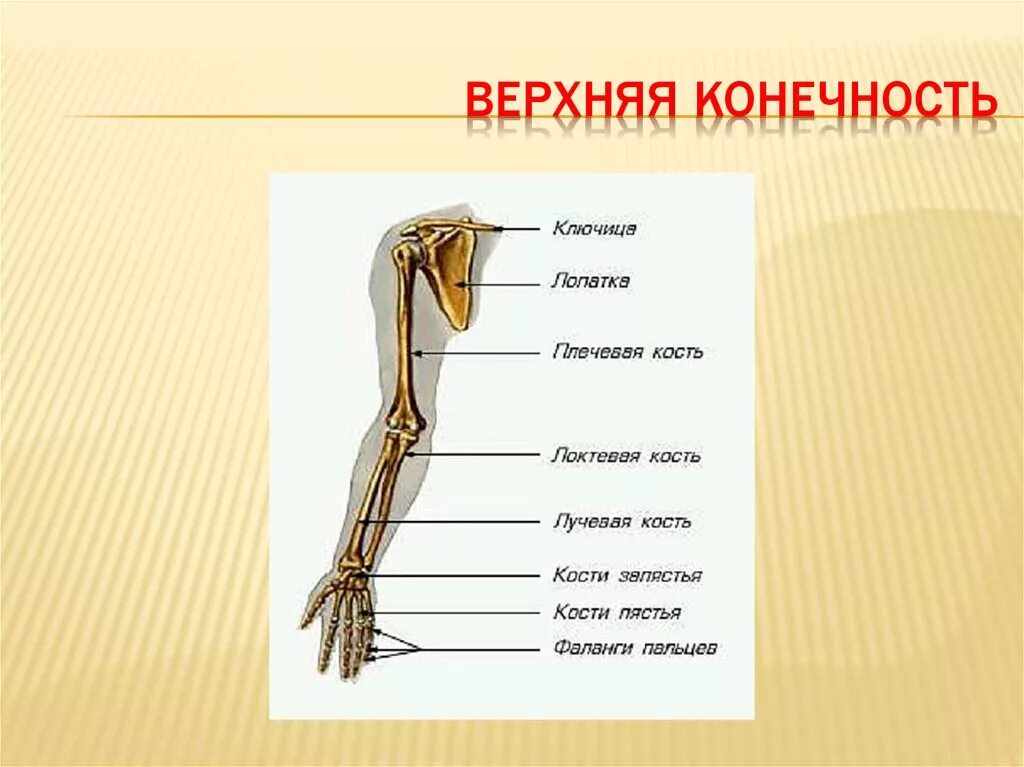 Строение конечностей рисунок. Верхняя конечность анатомия запястье. Анатомия костей руки. Строение руки человека кости. Кости верхней конечности строение.