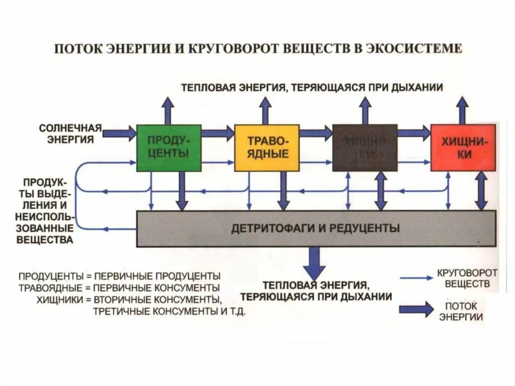 В экосистеме основной поток вещества