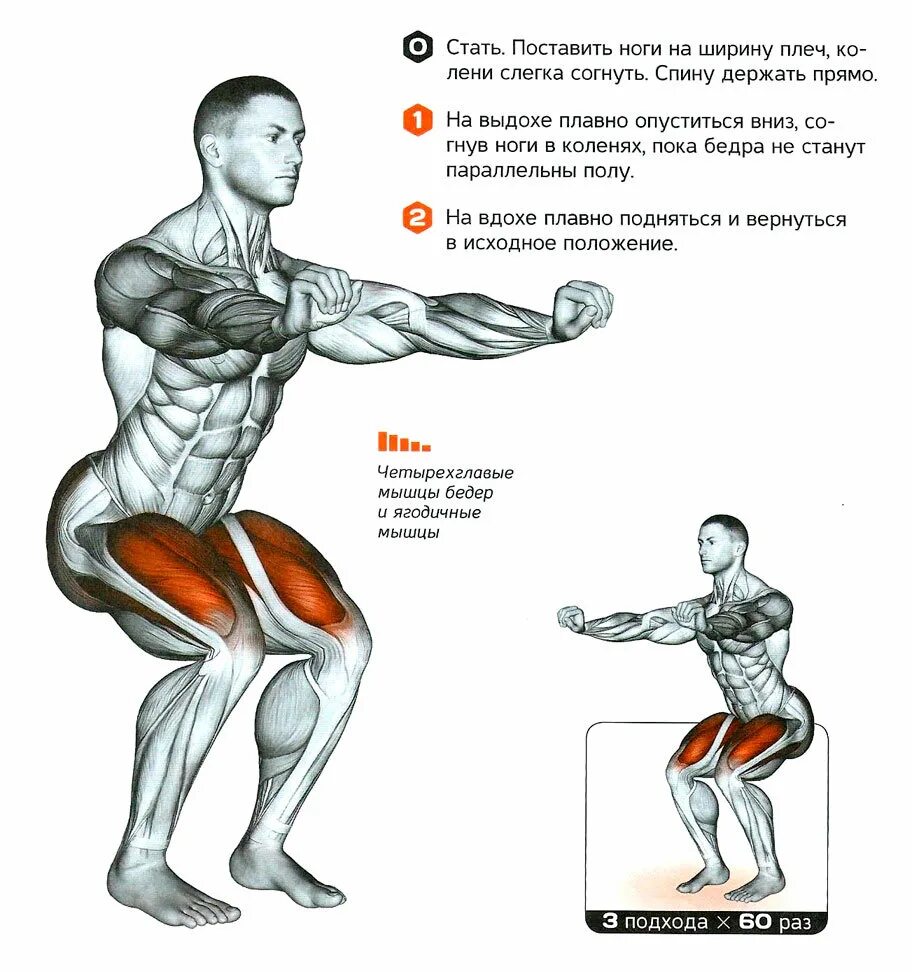 Приседания чтобы накачать. Упражнение приседание техника выполнения. Классические приседания техника. Анатомия силовых упражнений приседание со штангой. Приседания обычные техника выполнения.