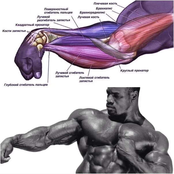 Брахиалис мышца упражнения. Сет на брахиалис. Мышцы руки брахиалис. Упражнения на брахиалис бицепса.