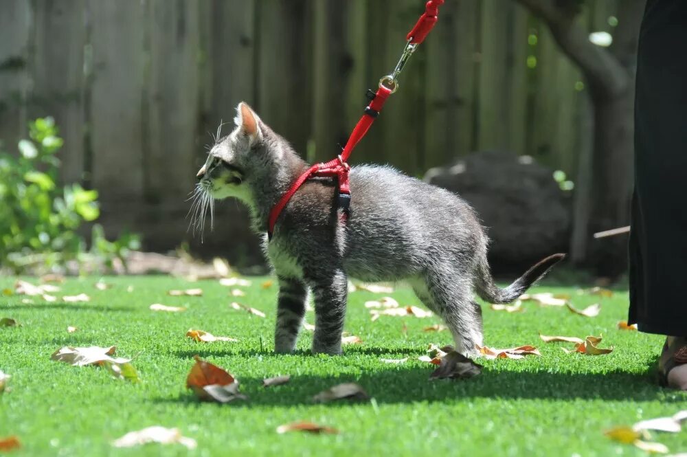 Поводок для кота. Коты на поводке. Кошка на прогулке. Поводок для котят