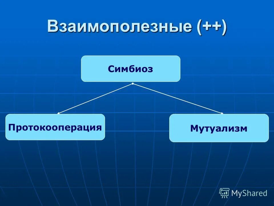 протокооперация это в биологии. модель симбиоз. симбиоз и протокооперация. симбиоз протокооперация примеры. протокооперация характер взаимодействия.