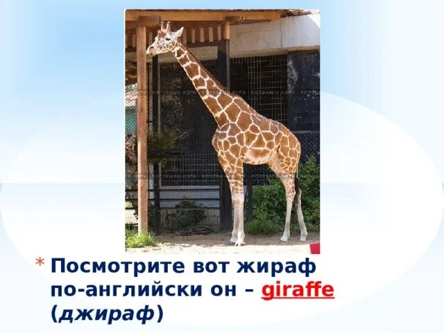 Как правильно пишется жираф. Жираф по английскому. жираф для презентации. жираф описание. жираф карточка по английскому.