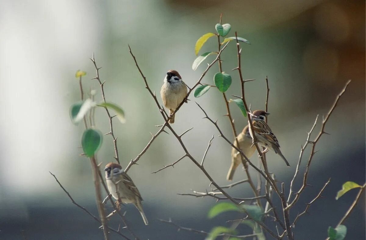 Успокаивает пением птиц. Birds singing. Пение птицы Килии. Birds are singing. Singing Birds Sound.