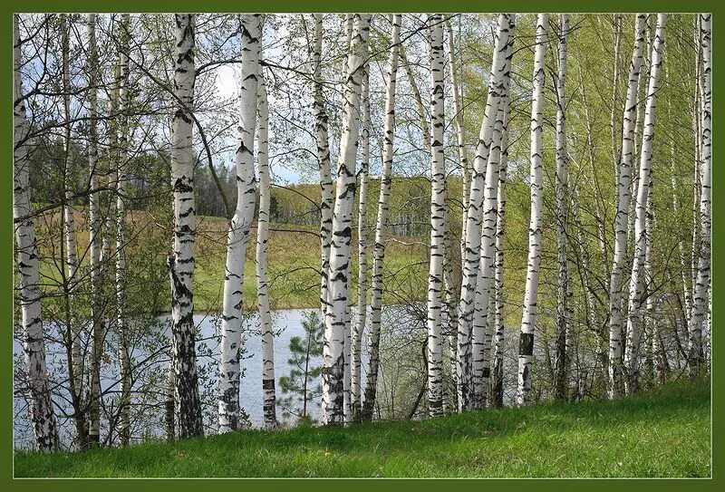 Береза весной. Береза ранней весной. Березка весной.