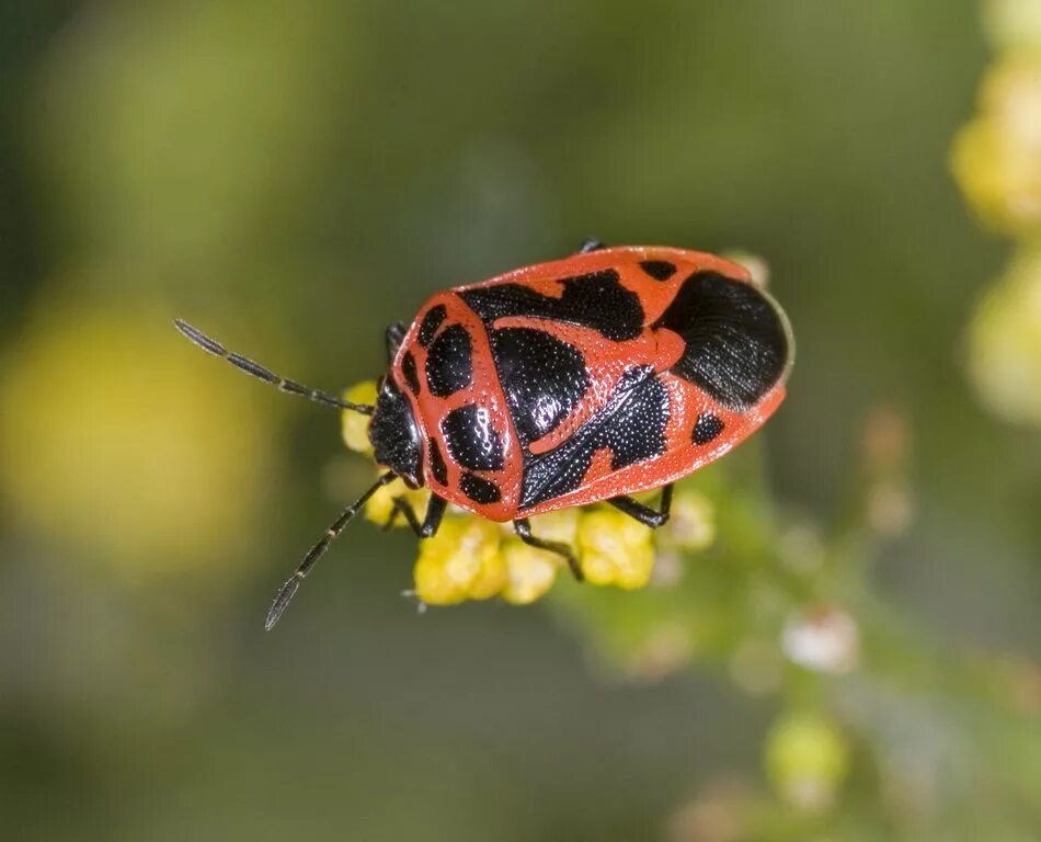 жук в точку. жук в точку. жук с точками на спине. десятиточечная божья коровка. божья коровка рисунок.