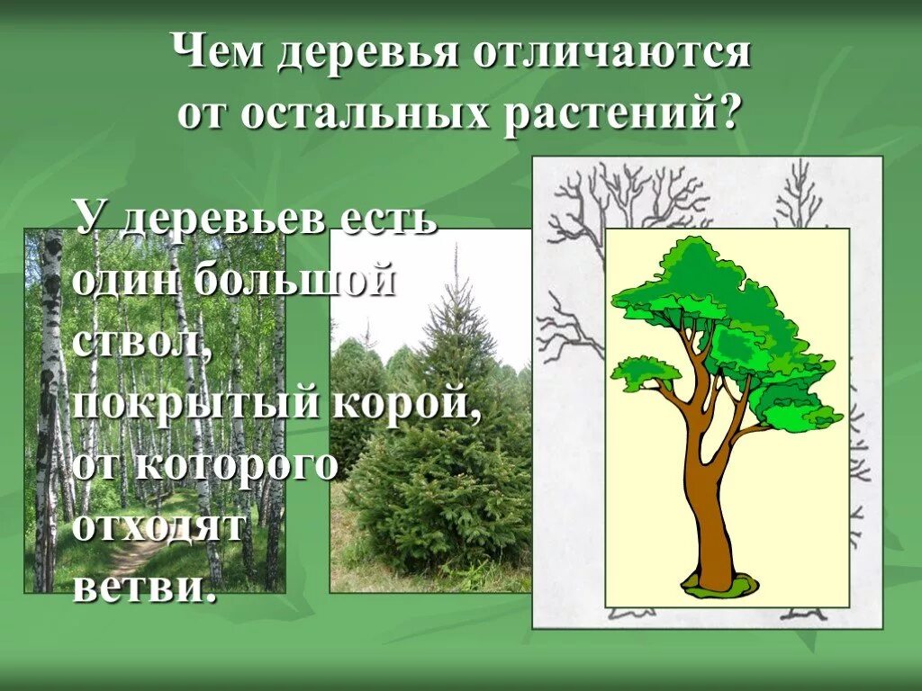 Окружающий мир и отличить. Деревья 2 класс окружающий. Презентация про дерево 2 класс окружающий мир. Деревья окружающий мир 2 класс. Деревья кустарники травы.