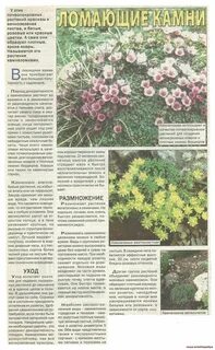 Камнеломка описание