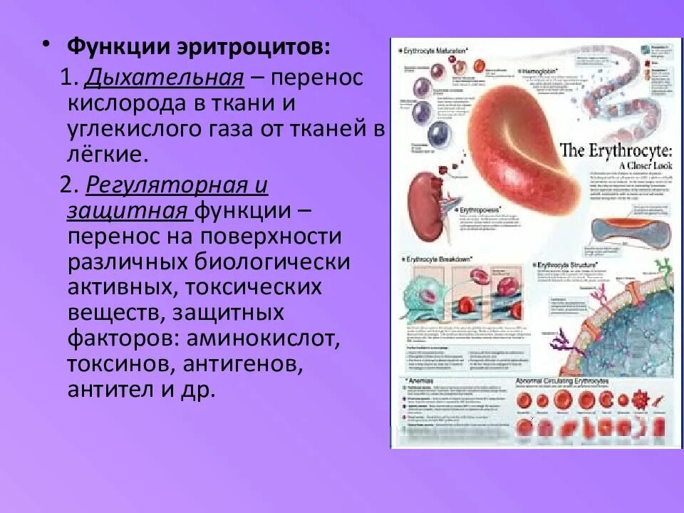 Эритроцит функции клетки. Функции эритроцитов. Дыхательная функция эритроцитов. Функции эритроцитов в крови. Защитная функция эритроцитов.