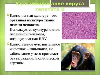 Единственный культура