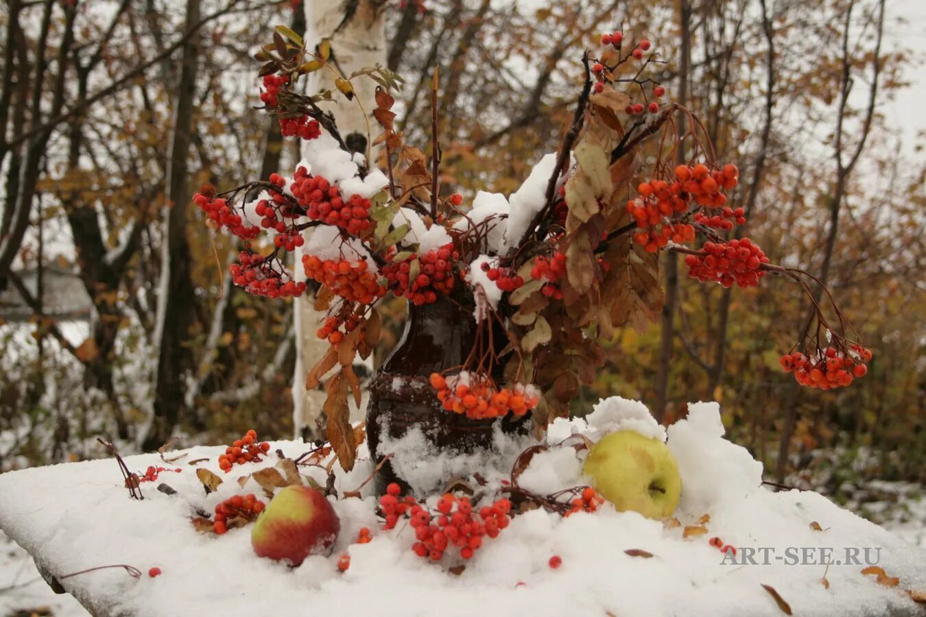 Красивые картинки ноября. Предзимье рябина. Поздняя осень, предзимье. Рябина в зимнем лесу. Рябина и первый снег.