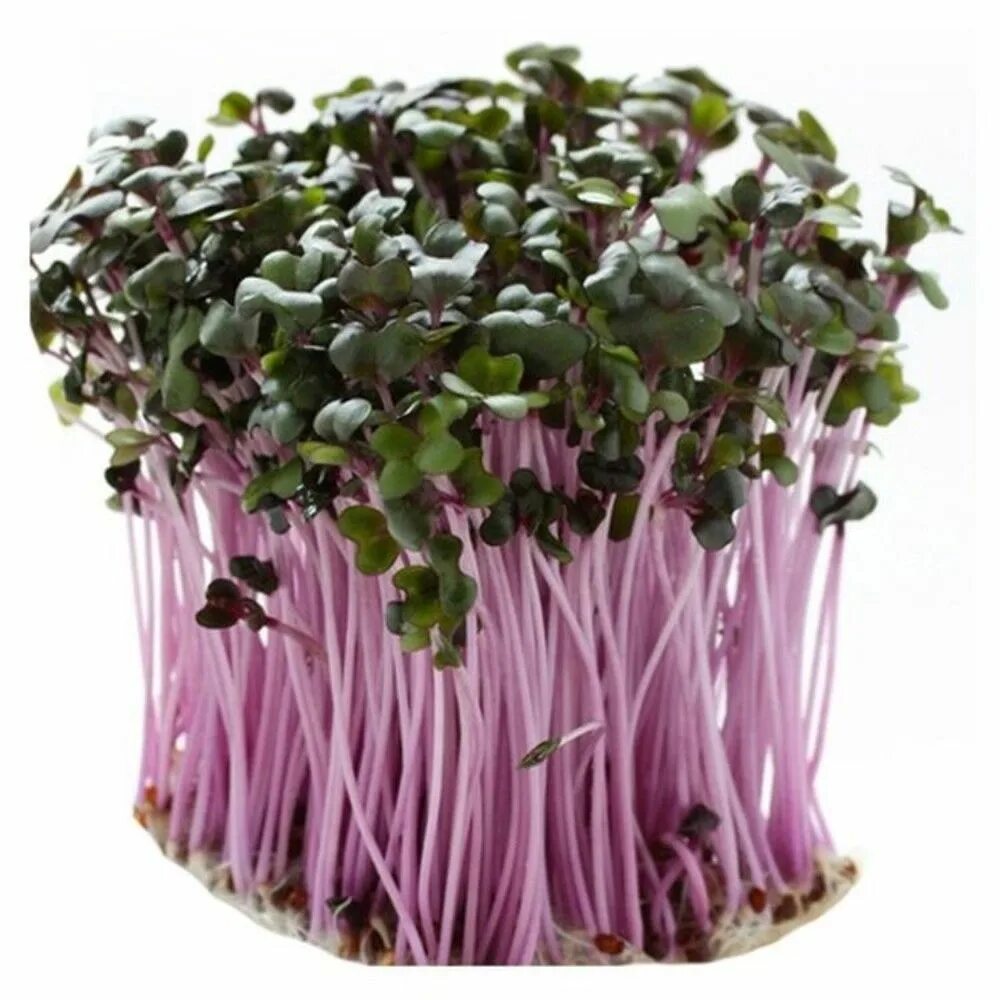 Микрозелень какие вкусные. Микрозелень редис. Кольраби микрозелень. Микрозелень кориандр. Микрозелень какие вкусные.