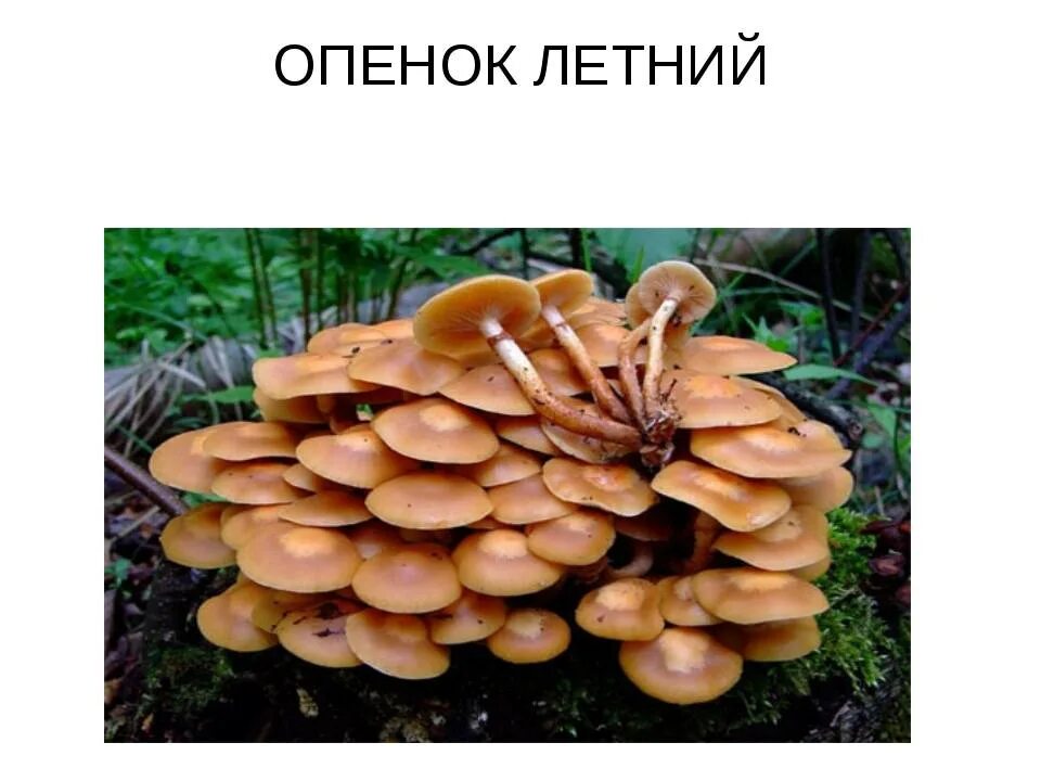 Отличить опенок