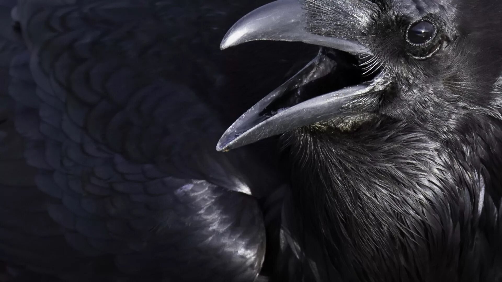 Черный ворон в исполнении. Черный ворон народная. Александр маршал черный ворон. Чёрный ворон песня. Пес чёрный ворон.