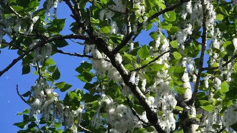 Тополи покрытые росой наполняли воздух нежным ароматом