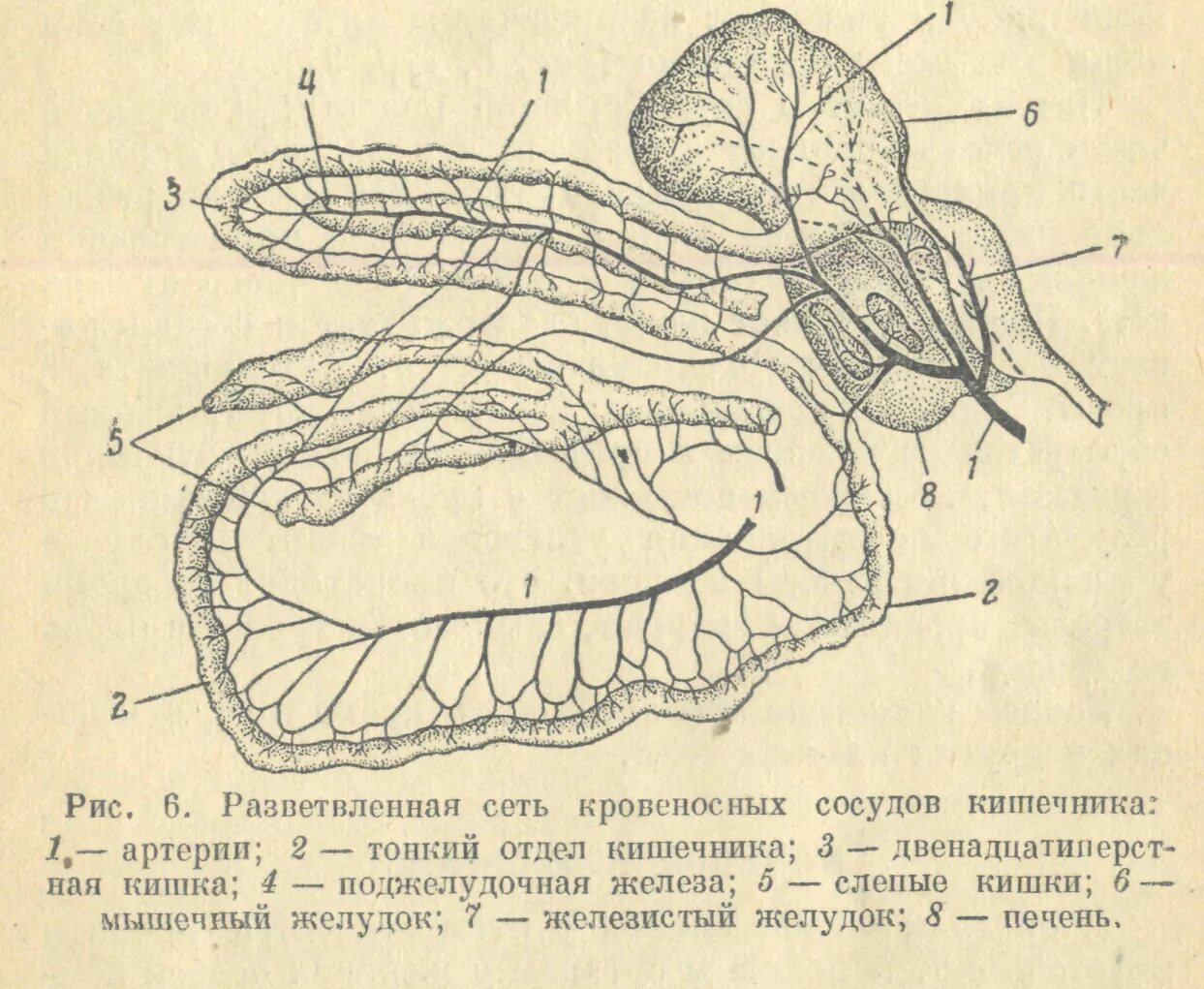 Разветвленная сеть каналов и полостей