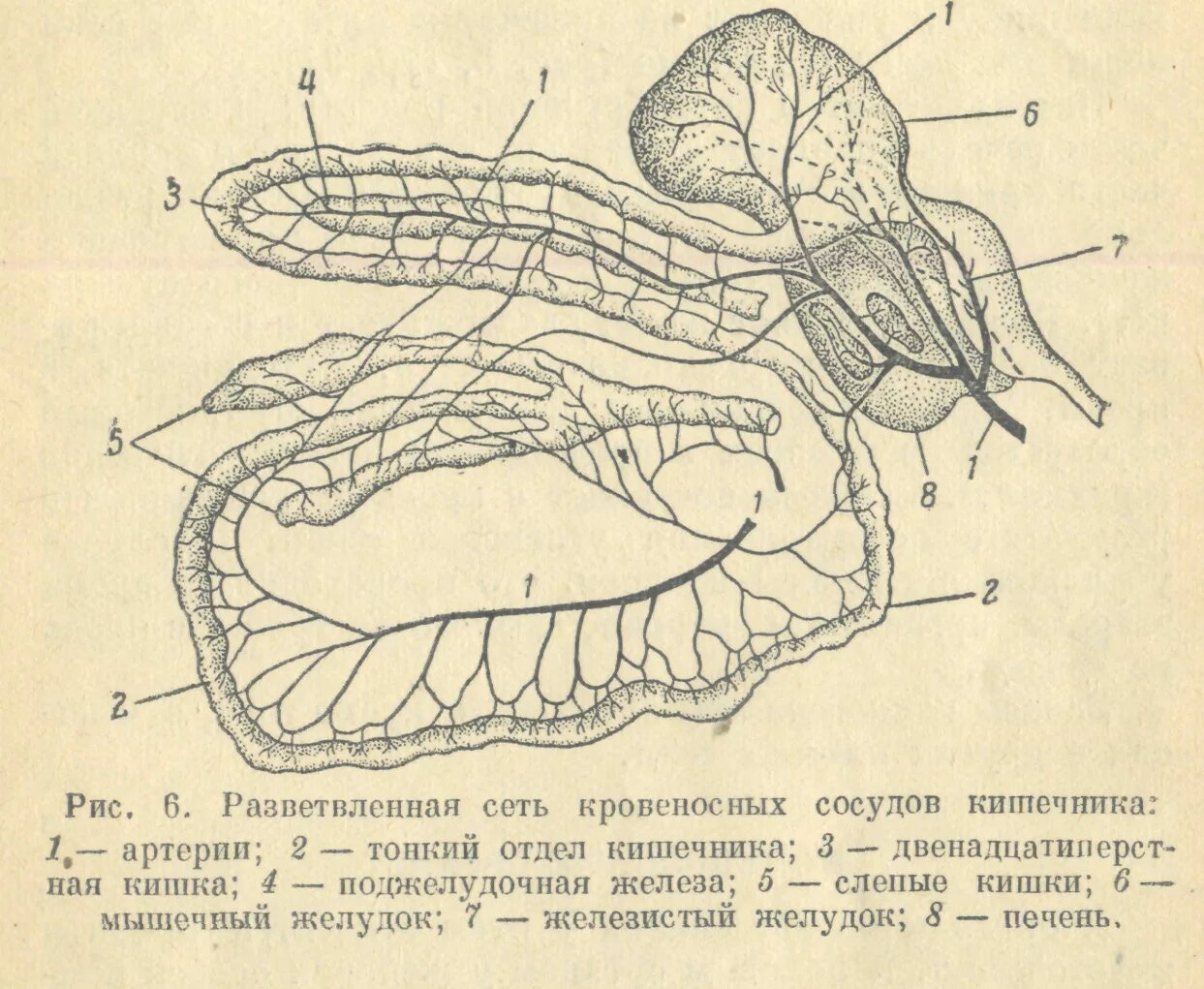 Пищеварительные железы птиц. Кишечник птиц строение. Пищеварительная система курицы анатомия. Толстый кишечник птиц. Строение желудка курицы анатомия.