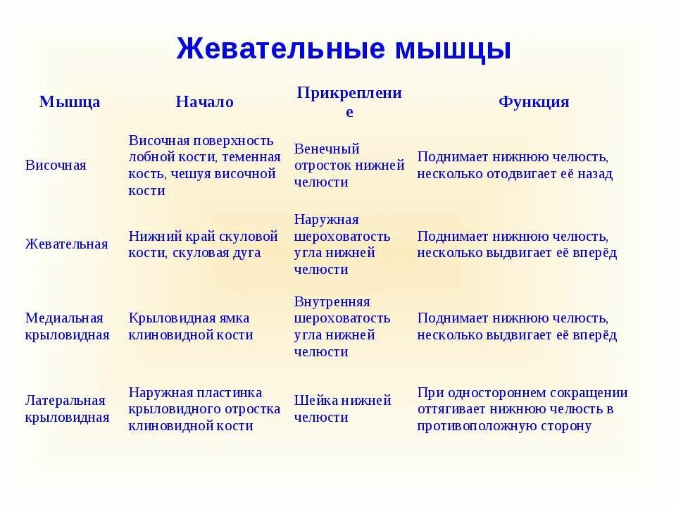 Начало прикрепление функции мышц. Жевательная мышца функции. Жевательная мышца функции головы расположение. Мышцы головы мимические и жевательные таблица. Жевательные мышцы функции таблица.