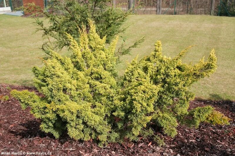 Можжевельники : Можжевельник китайский "Plumosa Aurea" Плюмоза Ауреа
