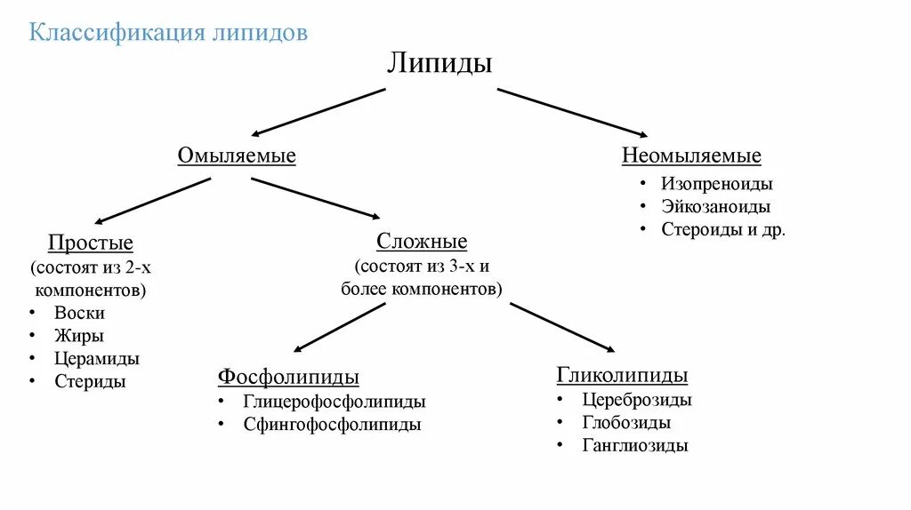 Основные липиды тканей человека. Классификация липидов простые и сложные. Схема строения липидов. Классификация липидов простые и сложные липиды. Структура, классификация, функции липидов.