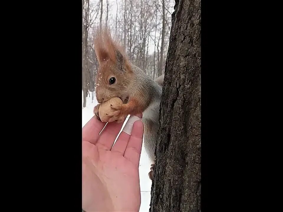 Белочка гифка. Белочка с орехом. Белка ест орехи гиф. Смешные белки. Натс с белочками.