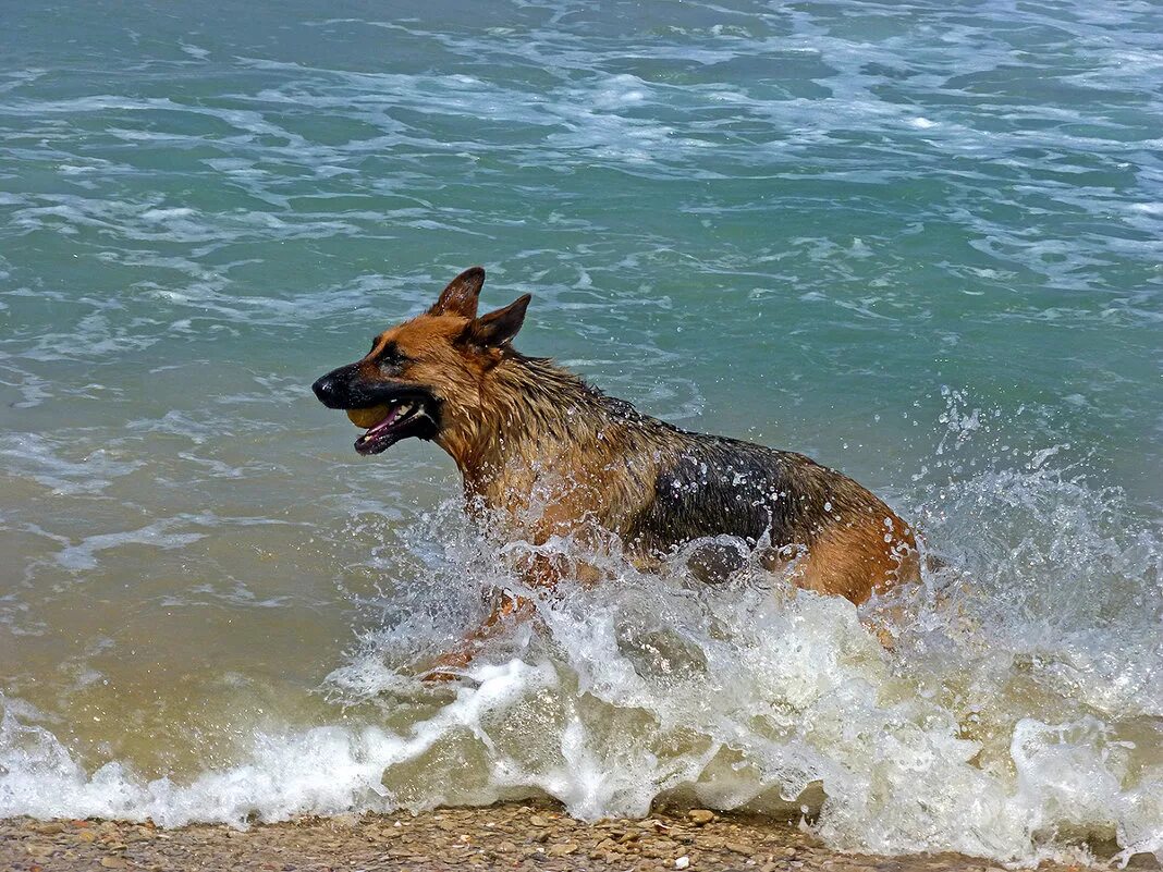 Собака купается. Купание собаки. Собака купается в озере. Золотистый лабрадор. Собака купается.