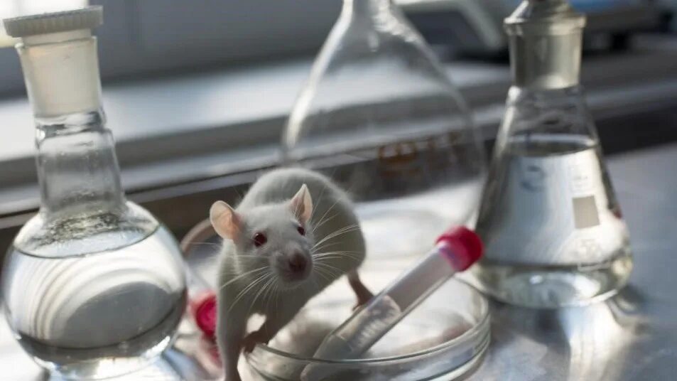 Экспериментальная мышь. Лабораторные животные. Исследования на животных. Лабораторные мыши. Экспериментальные животные.