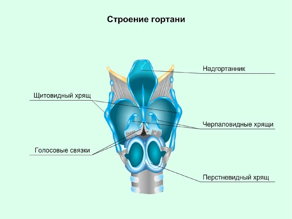 Хрящевое строение гортани. Гортань строение анатомия хрящи. Строение гортани клиновидный хрящ. Строение черпаловидного хряща. Рожковидный хрящ гортани.