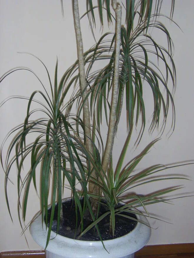 Драцена маргината обрезка. Драцена маргината переплетенная. Драцена широкая крона. Драцена маргината ветвление. Драцена переросла.