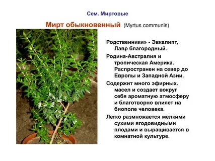 А мирт маг двух